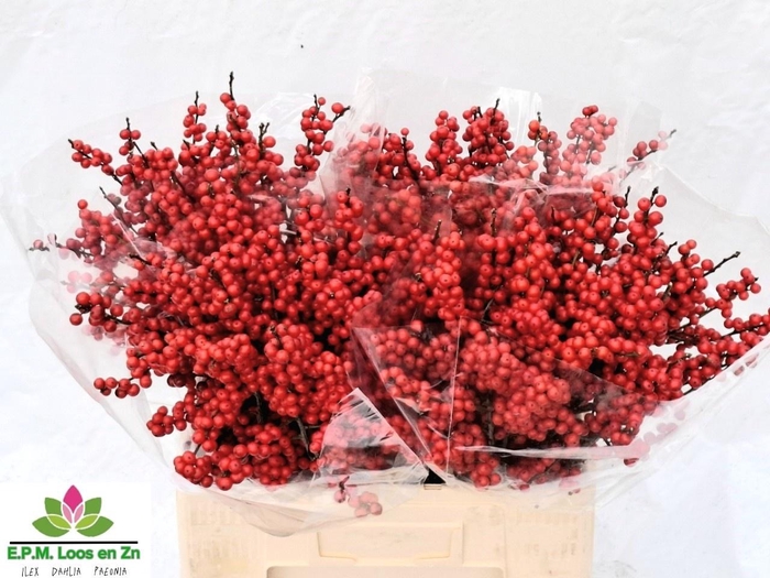 <h4>ILEX VE RODE BES</h4>