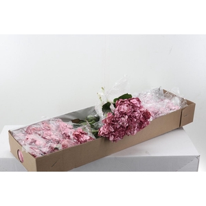 Hydr Salmon Perlado Box