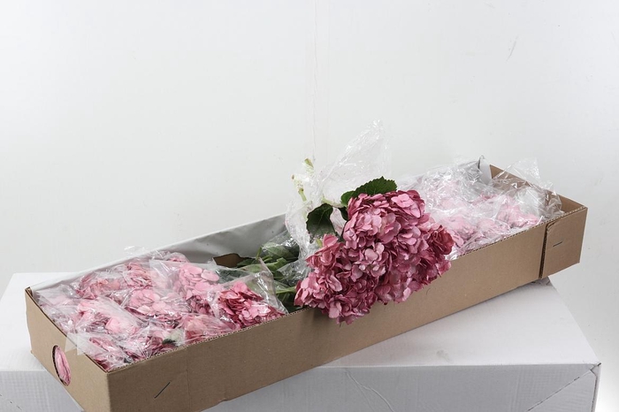 <h4>Hydr Salmon Perlado Box</h4>