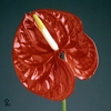 PRESERVED ROSA XL PIN 06