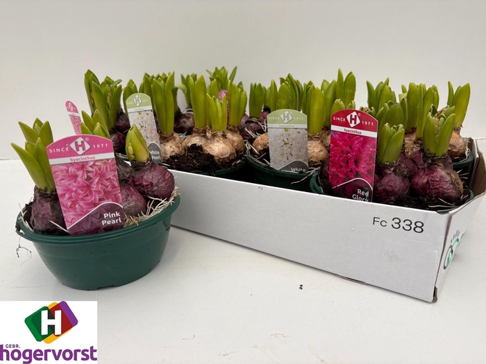 arr8 Hyacin Oriental Gem