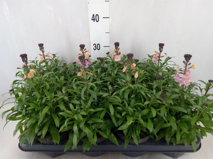 <h4>Erysimum  'Leya Purple Glow'</h4>