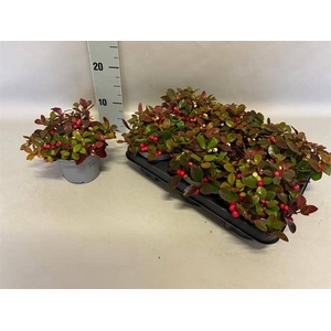 Gaultheria procumbens