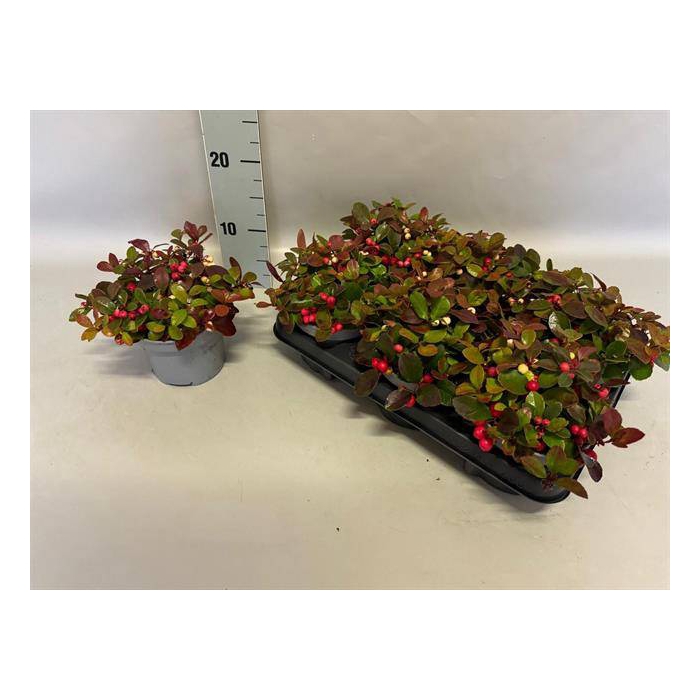 <h4>Gaultheria procumbens</h4>