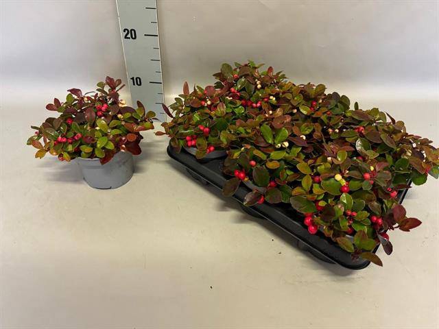 Gaultheria procumbens