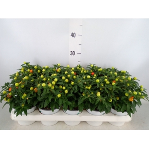 Solanum pseudocapsicum