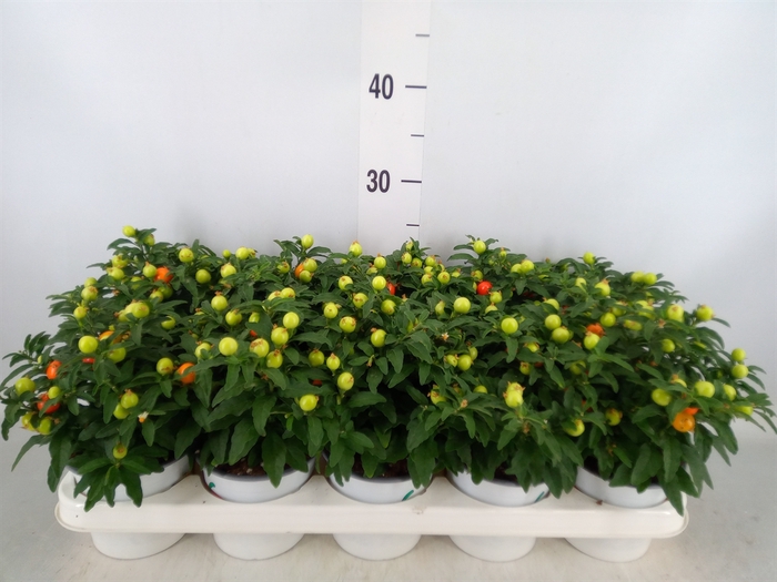 <h4>Solanum pseudocapsicum</h4>