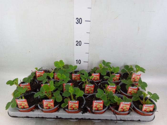 <h4>Fragaria   ...</h4>