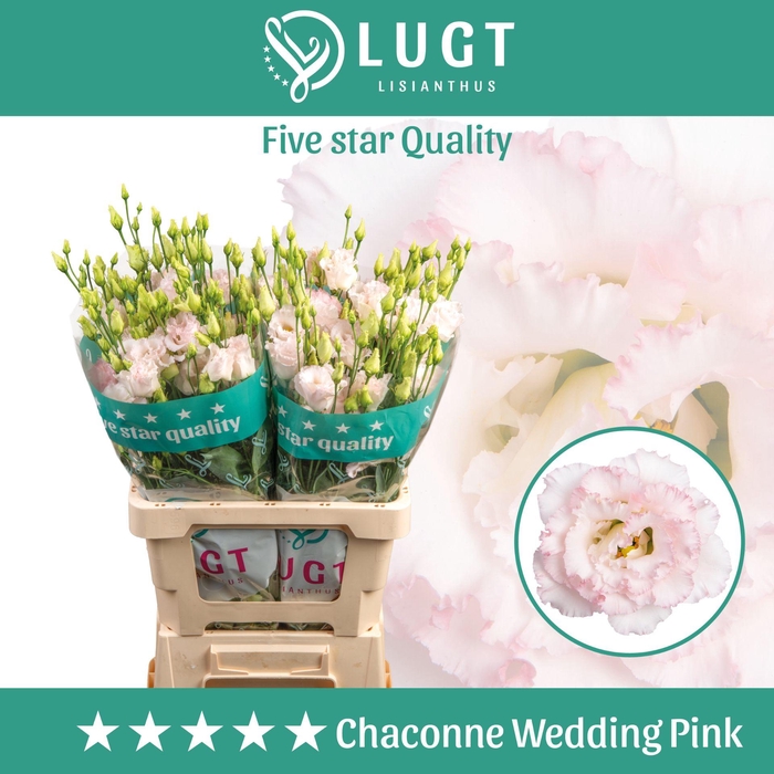 <h4>Lisianthus Wedding Pink 996</h4>