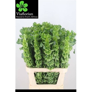 MOLUCCELLA STUK
