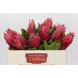 Protea Cynaroides Madiba