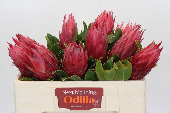 <h4>Protea Cynaroides Madiba</h4>