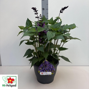 SALVIA PURPLE BLOOM