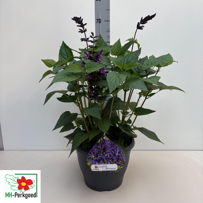 <h4>SALVIA PURPLE BLOOM</h4>