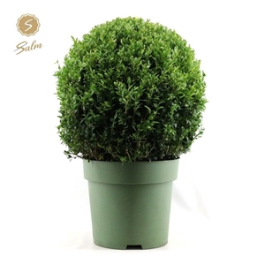 Buxus semp. Ball Ø50cm P33