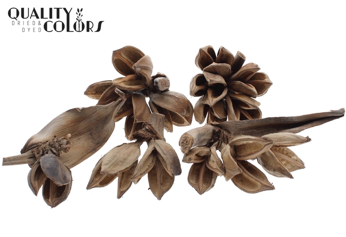 Sororoca heads 1 to 5 flowers 10pc in a box Natural