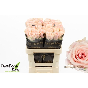 R Gr Harmony Peach