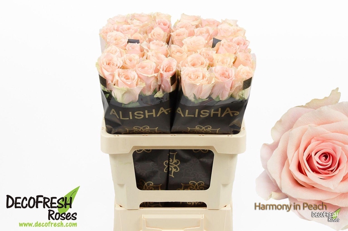 <h4>R Gr Harmony Peach</h4>