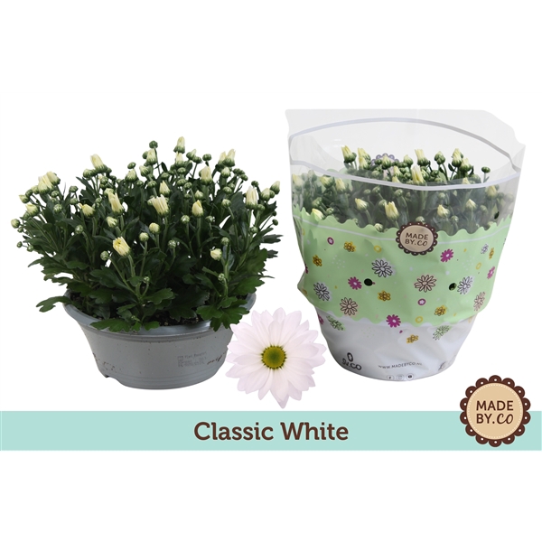 <h4>Chrysant Classic White</h4>