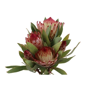 Protea Robijn