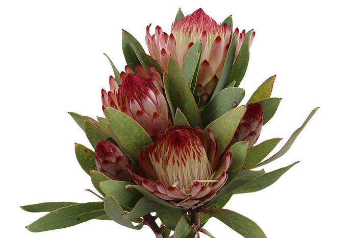 <h4>Protea Robijn</h4>