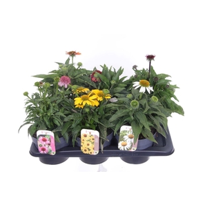 Echinacea purp. Sombrero mix