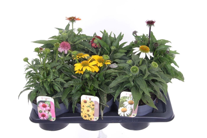 <h4>Echinacea purp. Sombrero mix</h4>