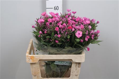 Phlox P Lollipink