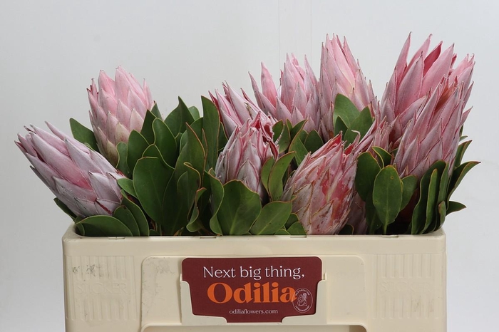 <h4>Protea Cynaroides</h4>