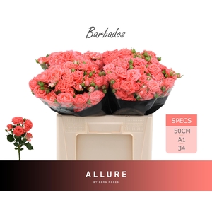 R TR BARBADOS ALLURE 50 cm