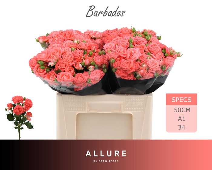 <h4>R TR BARBADOS ALLURE 50 cm</h4>