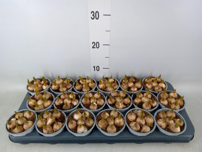 <h4>Muscari  'Magic White'</h4>