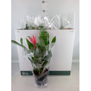 Aechmea fasciata 'Primera'