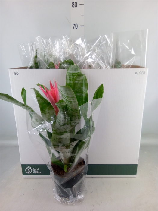 <h4>Aechmea fasciata 'Primera'</h4>
