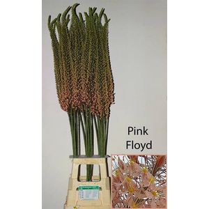 Eremurus Pink Floyd