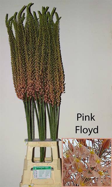<h4>Eremurus Pink Floyd</h4>