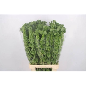 MOLUCCELLA STUK