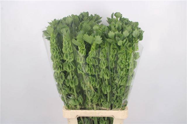 <h4>MOLUCCELLA STUK</h4>