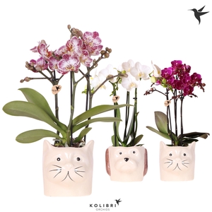 Kolibri Orchids Phalaenopsis mix 3 spike in Cat & Dog pot mix