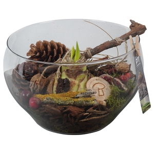 Arr.  Hippeastrum  H%