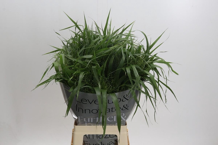 <h4>Panicum Fountain</h4>