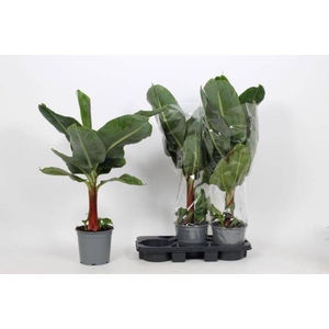 Musa Tropicana 19Ø 100cm