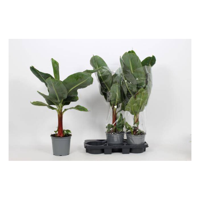 <h4>Musa Tropicana 19Ø 100cm</h4>