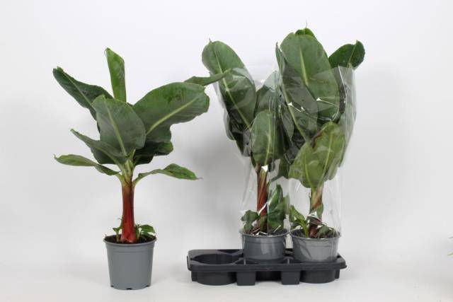 Musa Tropicana 19Ø 100cm
