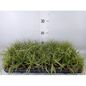 Carex hachijoensis 'Evergold'