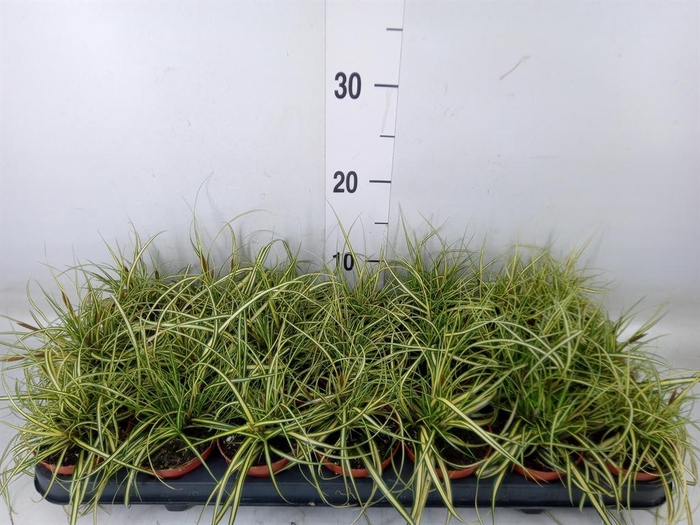 <h4>Carex hachijoensis 'Evergold'</h4>