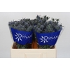 Eryngium Blue Dynamite