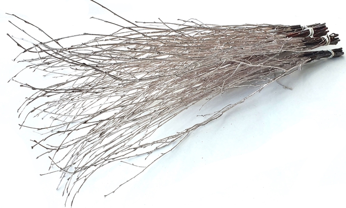 Birch 70cm 10stems per bunch Champagne