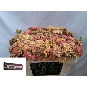 Achillea Lachsschon Meer en Drecht