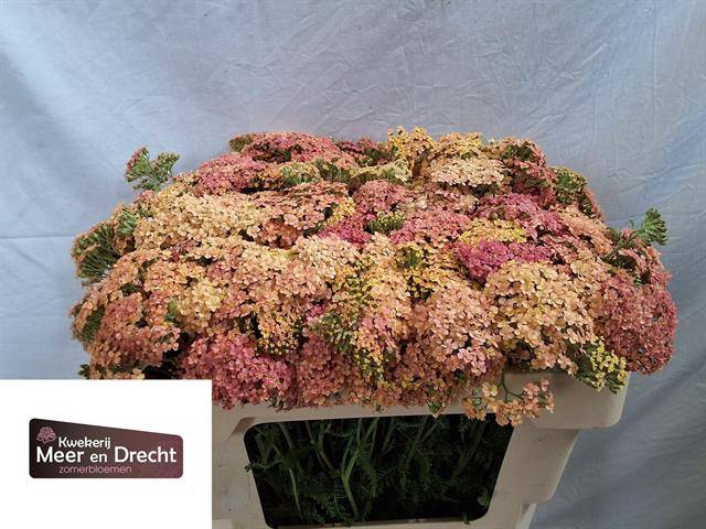 <h4>Achillea Lachsschon Meer en Drecht</h4>